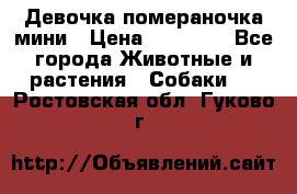 Девочка помераночка мини › Цена ­ 50 000 - Все города Животные и растения » Собаки   . Ростовская обл.,Гуково г.